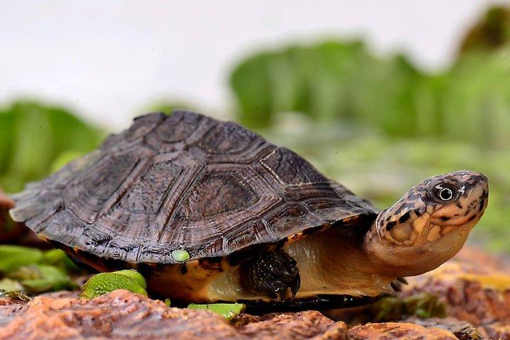 Corsica A Cupulatta Turtle Park Skip the Line Admission Ticket