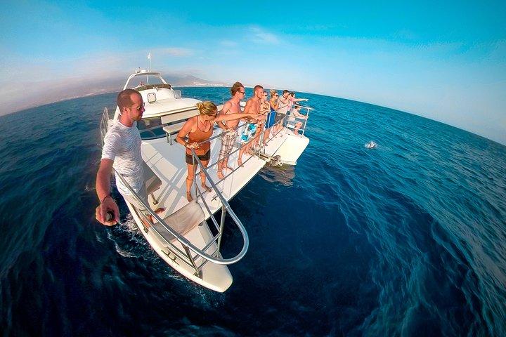Whale and Dolphin Watching Catamaran with Transfer and Buffet